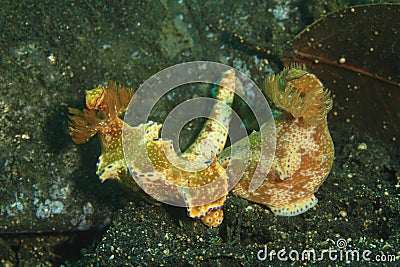 Nudibranches â€“ Ceratosoma sp 3 Stock Photo